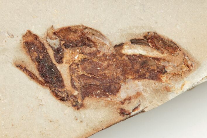 Miocene Pea Crab (Pinnixa) Fossil - California #205077